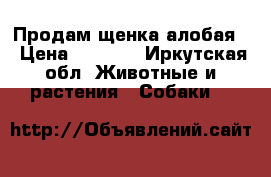 Продам щенка алобая  › Цена ­ 7 000 - Иркутская обл. Животные и растения » Собаки   